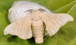Silkworm