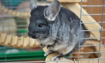 Грижа и содржина на chinchilla дома
