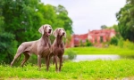 Weimaraner (фото): најдобар пријател на вистинскиот ловец