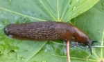 Видови на slugs пронајдени во природата