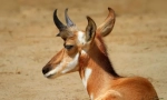 Pronghorn
