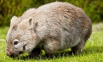 Wombat