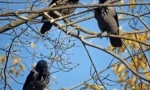 Рамки на врани наутро: причините за однесувањето на птиците, знаците