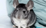 Сите за бременост chinchillas, како се раѓањето