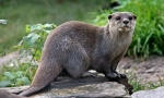 Otter