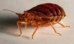 Мирис од bedbugs во станот