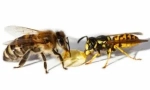 Стопање оса и пчела: разлики во залак