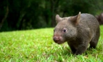 Vombat животно: симпатичен голем цицач (слика)