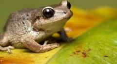 10 Апсолутно неточни факти за животните