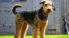 10 Грантови на англиски кучиња