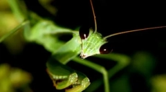 10 Фотографии од милеид инсекти