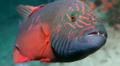 10 Интересни начини на кои животните користат различни предмети