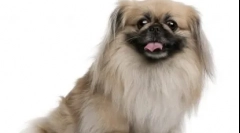 10 Кинески кучиња раси