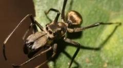 10 Неверојатно измамнички или чудни примери на животинска мимикрија