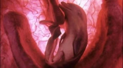 10 Неверојатни фотографии на животни во матката на мајката