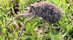 10 Неверојатни случаи на шверц на животни