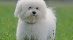 10 Раси на кучиња за мрзливи сопственици