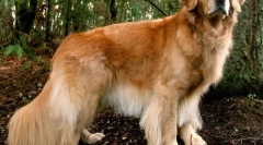 10 Раси на кучиња кои ги обожаваат децата и никогаш не ги повредуваат