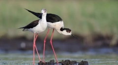 10 Птици со најдолги нозе