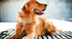 10 Од повеќето видови на раси на кучиња