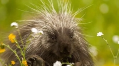 10 Најсоодветни животни на планетата