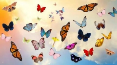 10 Најубави пеперутки