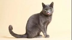 10 Најсреќни раси на мачки со фотографии