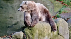 10 Од најнеочекуваните хибриди на животинскиот свет