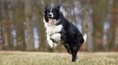 10 Од повеќето послушни раси на кучиња: тие ќе те разберат со половина