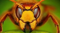 10 Најлоши и грд инсекти