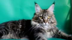 10 Најпаметните раси на мачки