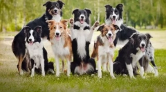 10 Од најпаметните раси на кучиња