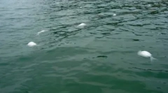 10 Случаи на мистериозни масовни смртни случаи на животни