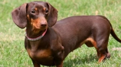 10 Кучиња со кратки нозе: дали се безопасни cuties, како што изгледа нанадвор