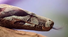 10 Чудни факти за рептилите