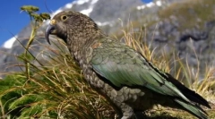 10 Чудни случаи на неверојатна еволуција на животните