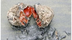 10 Чудни животни - пробат природа