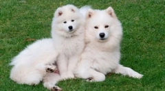 10 Животни кои имаат неверојатна волна