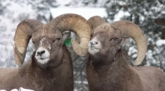 10 Животни кои се наоѓаат хомосексуалност