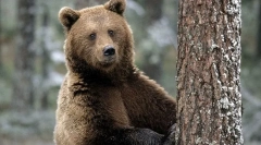 11 Факти за мечки, за кои никој не е кажано во детството