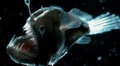 11 Од најчудните живи суштества кои живеат на денот на депресијата на маријана