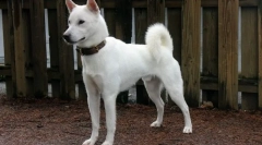 12 Ретки раси на кучиња чии одгледувачи ќе можат добро да заработат