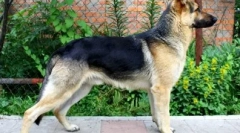 12 Најевтини раси на кучиња