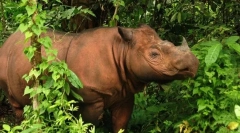 12 Најнеобични животни кои живеат во дождовни шуми