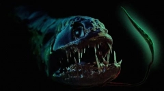 15 Невообичаени животни што ги сметате за чудни