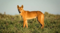 15 Од најчудните суштества кои живеат во австралија