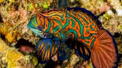 17 Најубави аквариумски риби