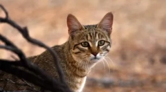 20 Интересни факти за мачки