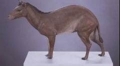 20 Интересни факти за коњите