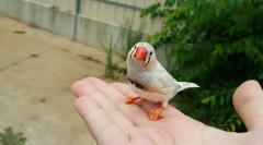 3 Најдобра живина за бебе